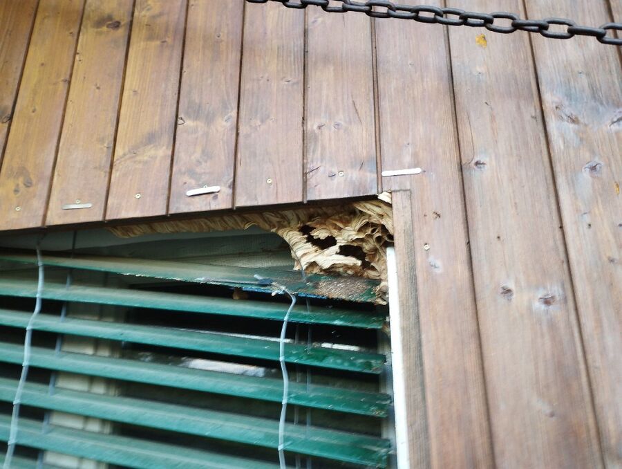 Kammerjaeger-in-Oberwil bei Büren.jpg