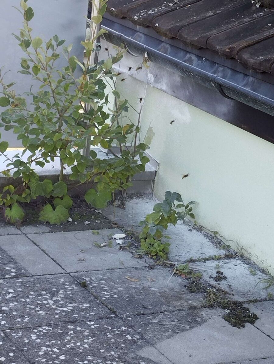 Kammerjaeger-in-Oberwil im Simmental.jpg