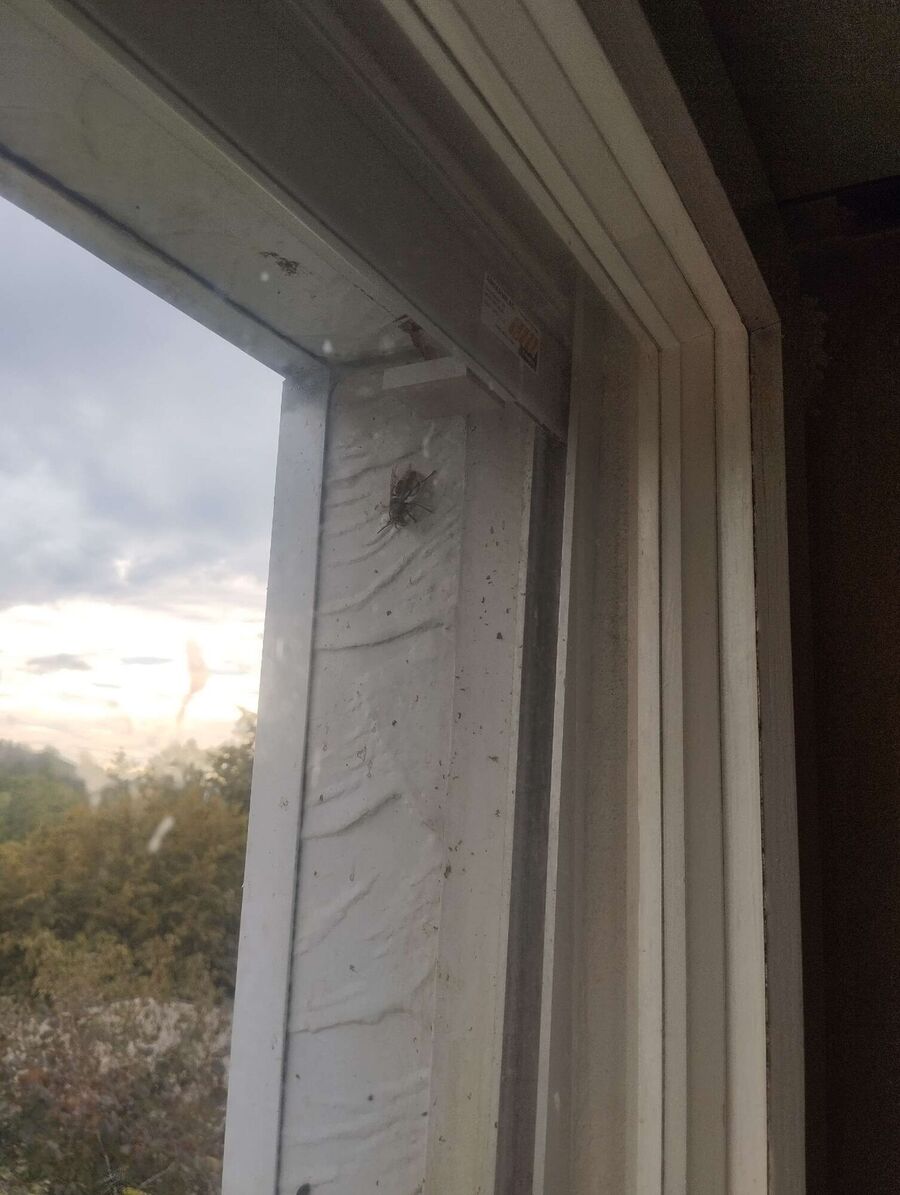 Kammerjaeger-in-Péry-La Heutte.jpg