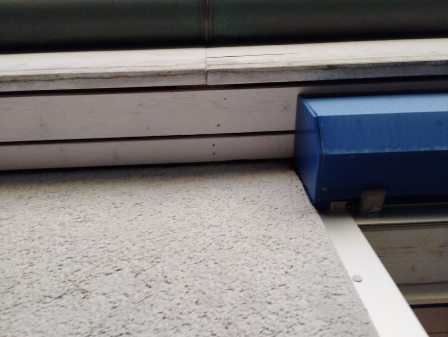 Kammerjaeger-in-Rapperswil (BE).jpg