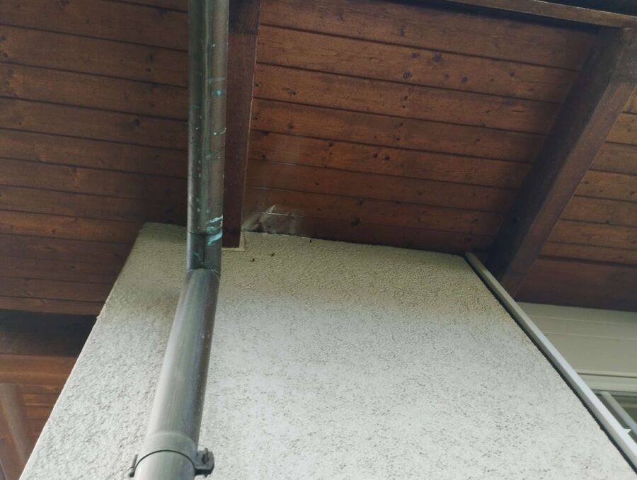 Kammerjaeger-in-Renan (BE).jpg