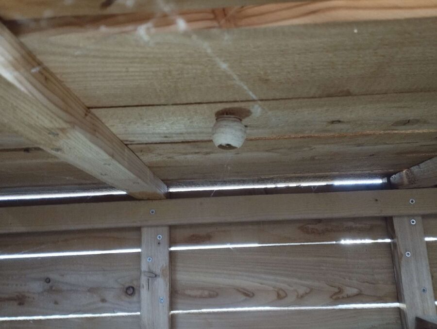 Kammerjaeger-in-Ringgenberg (BE).jpg