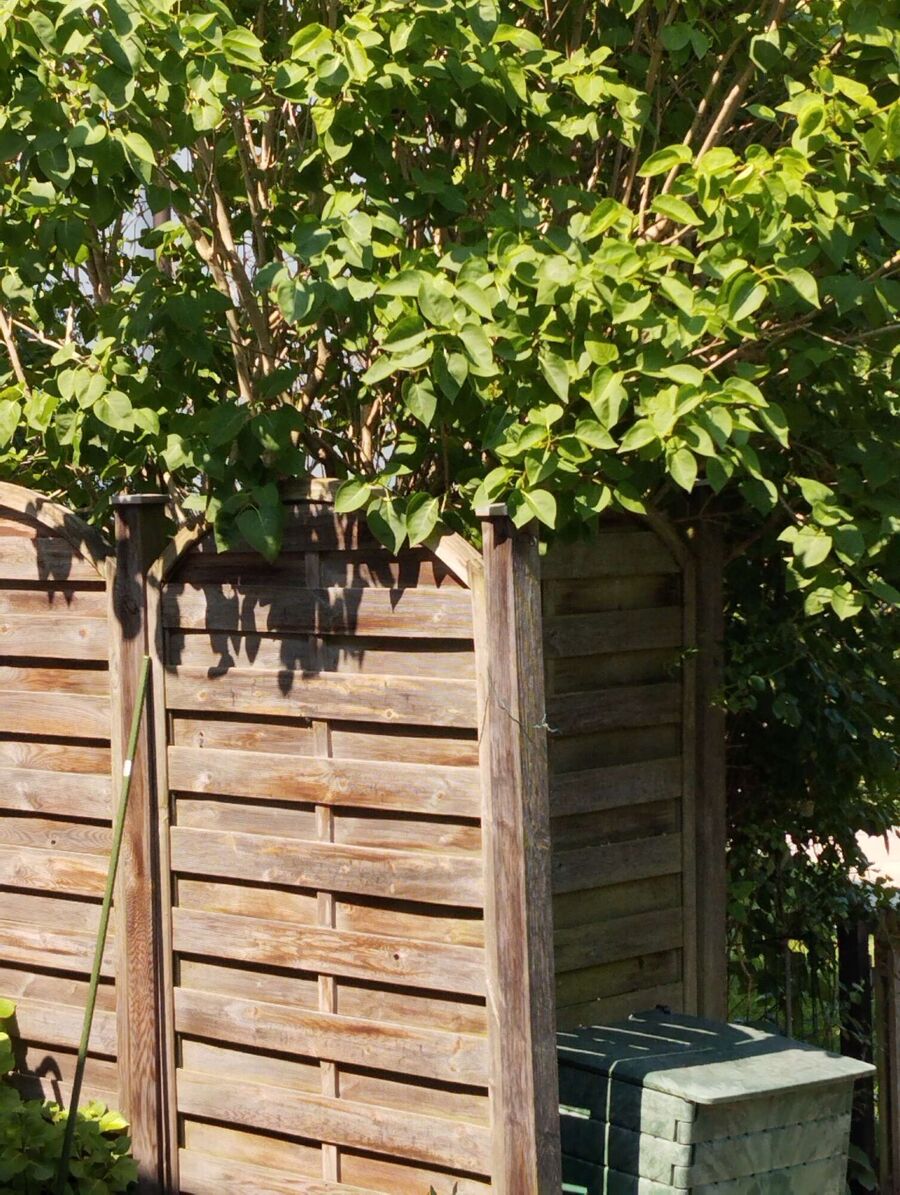 Kammerjaeger-in-Rüti bei Büren.jpg