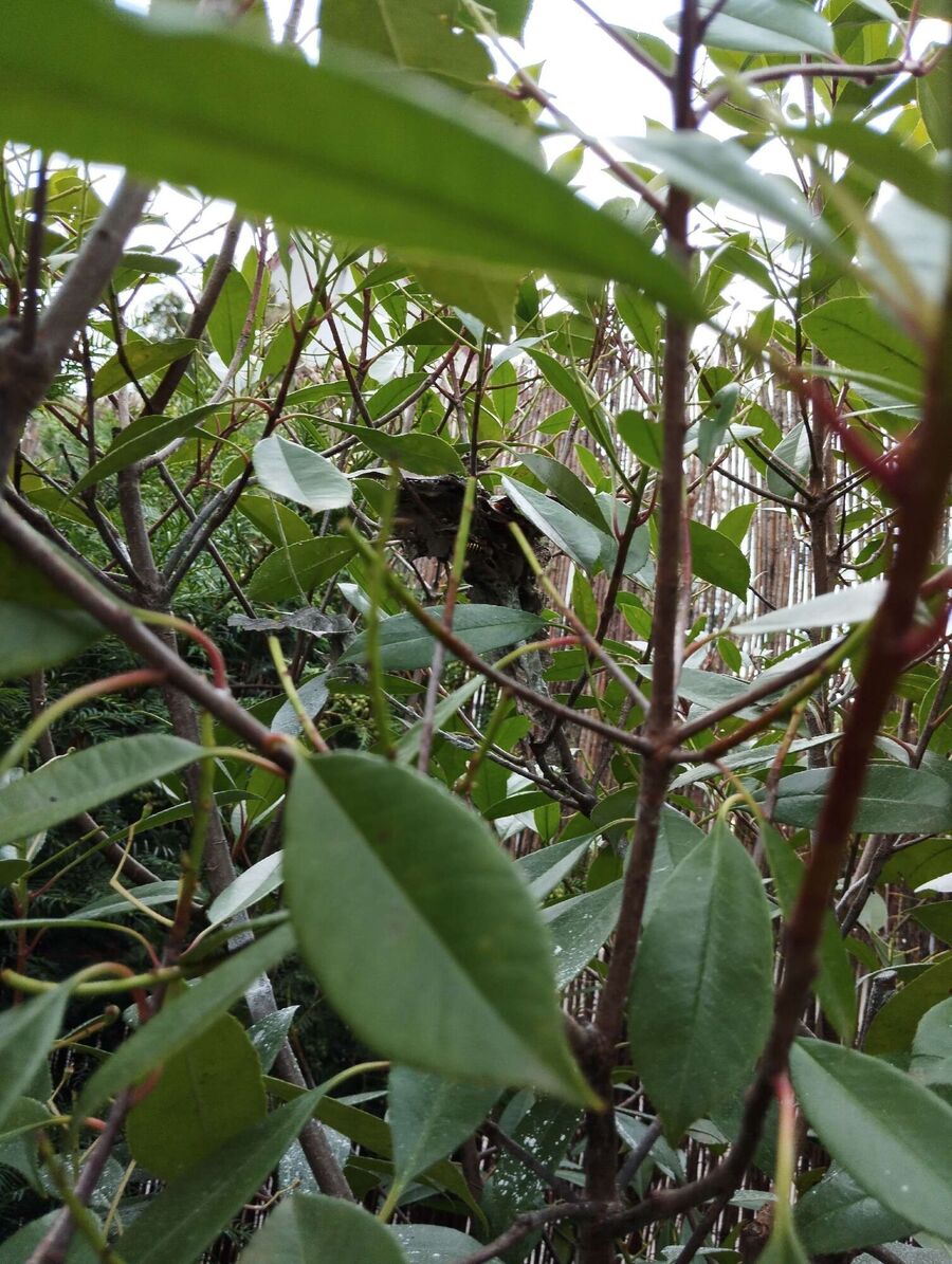 Kammerjaeger-in-Saules (BE).jpg