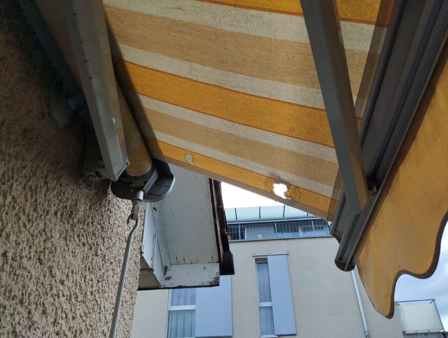 Kammerjaeger-in-Seedorf (BE).jpg