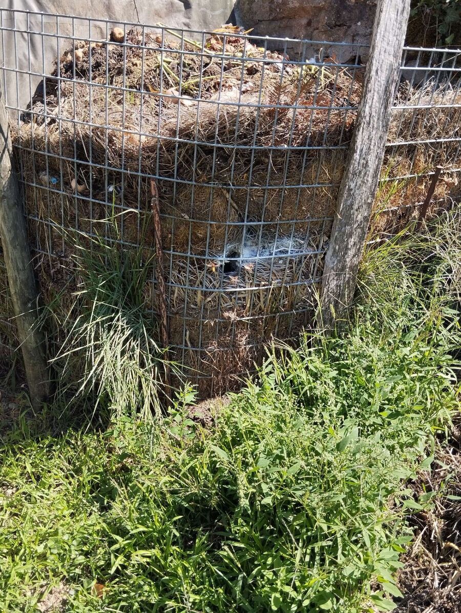 Kammerjaeger-in-St. Stephan.jpg