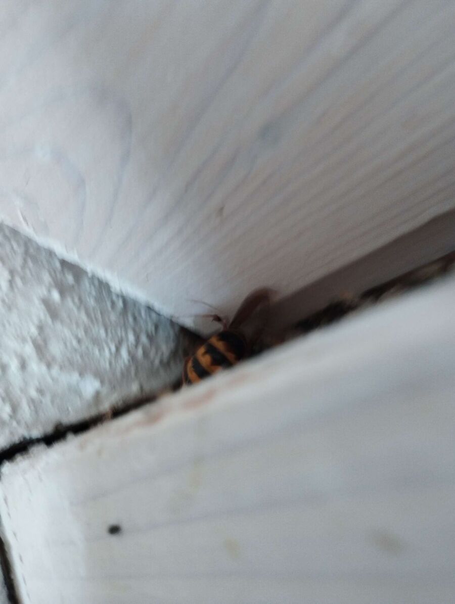 Kammerjaeger-in-Wald (BE).jpg