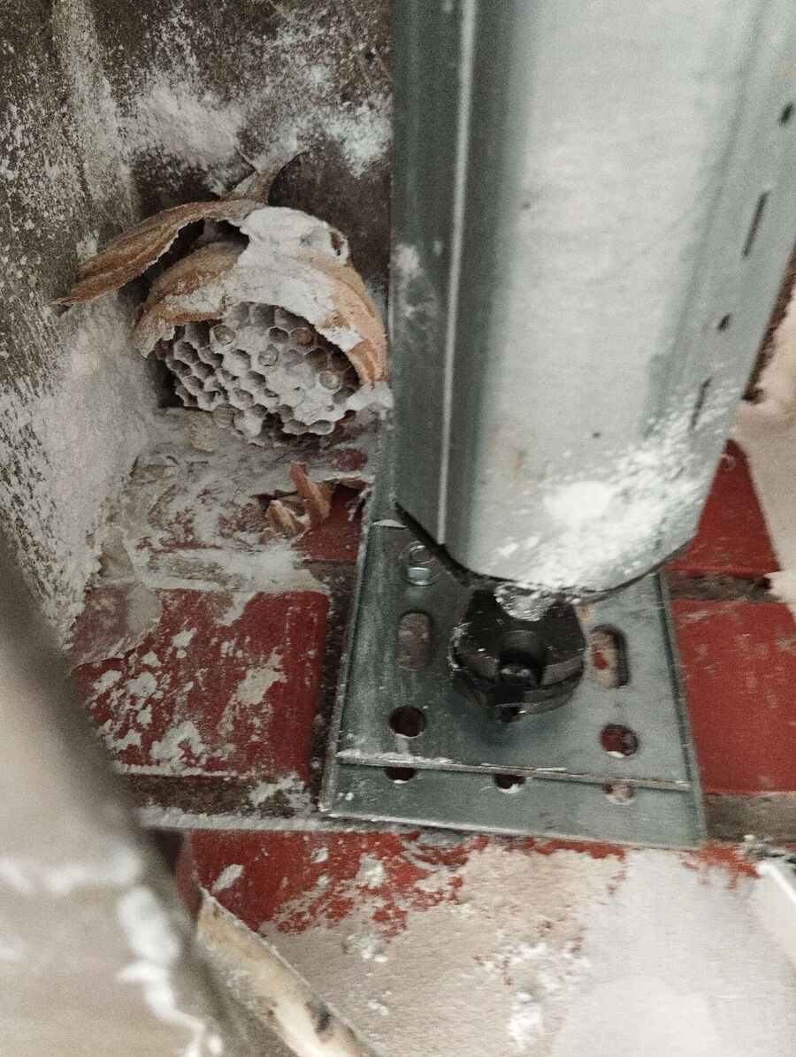 Kammerjaeger-in-Walliswil bei Niederbipp.jpg