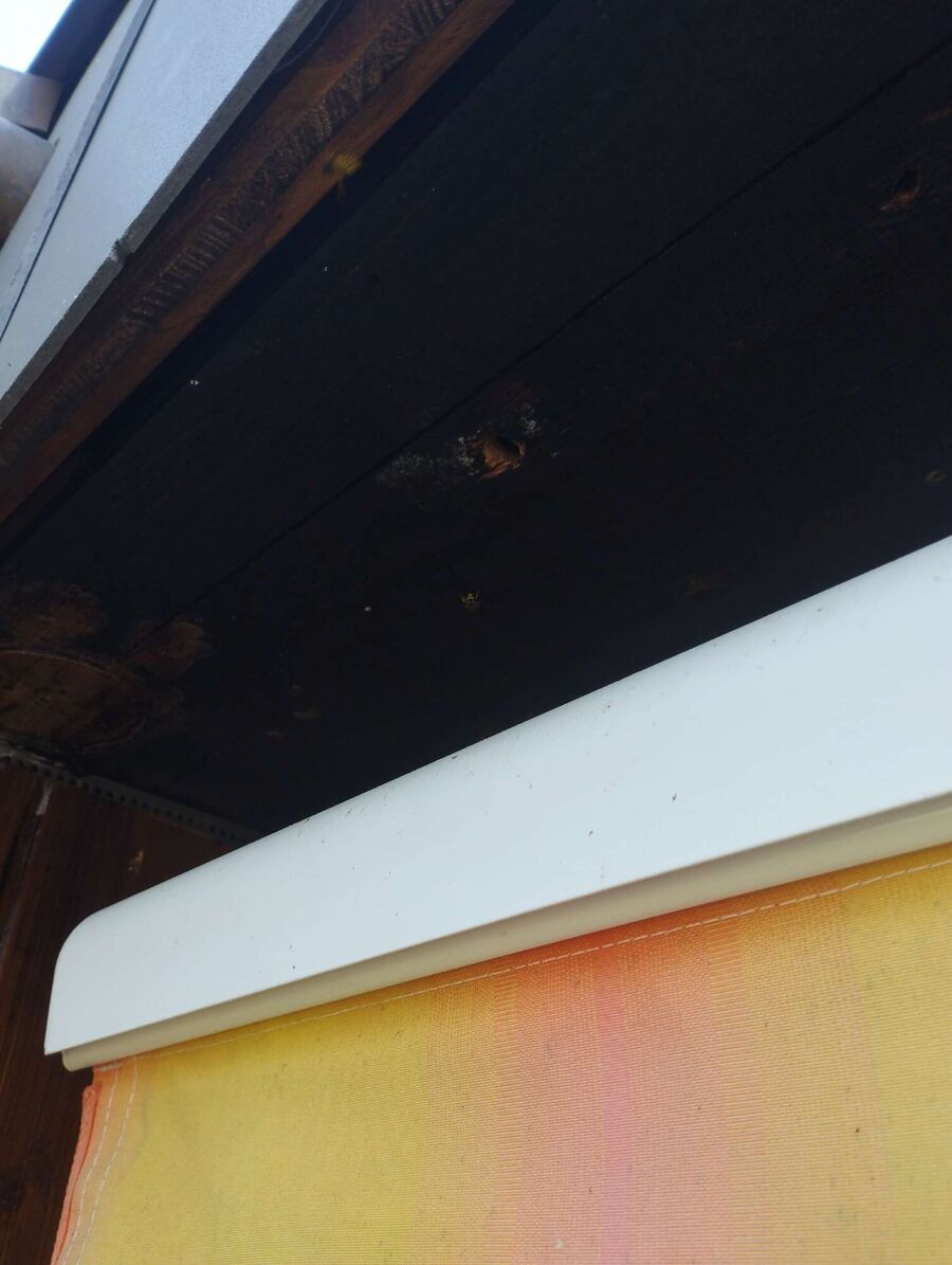 Kammerjaeger-in-Walterswil (BE).jpg