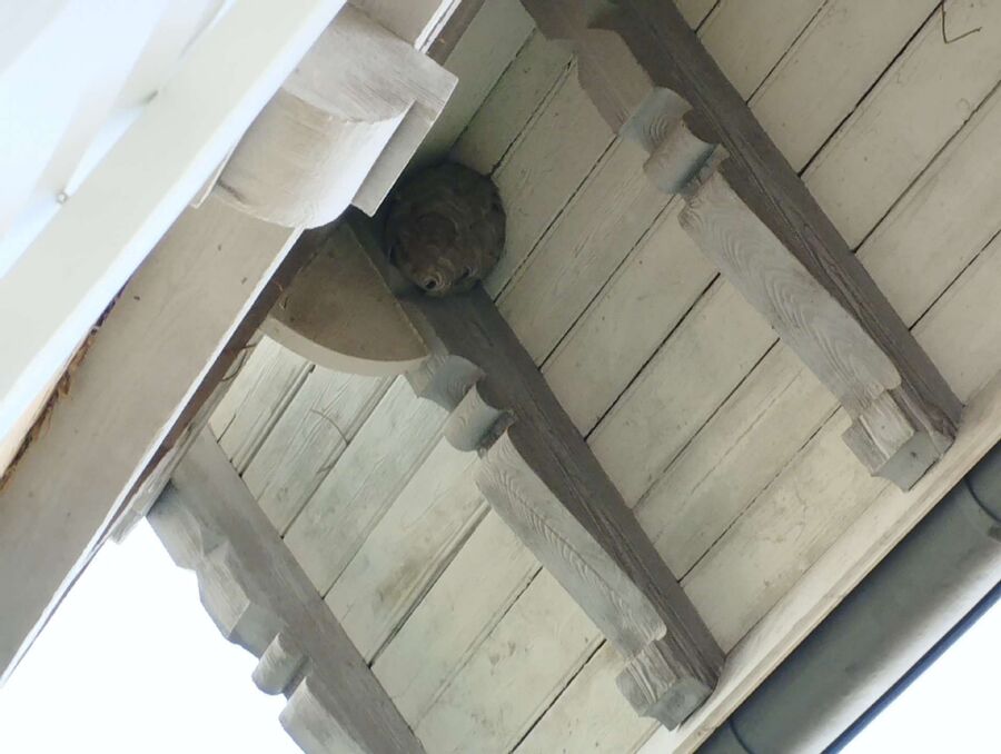 Kammerjaeger-in-Wangen an der Aare.jpg