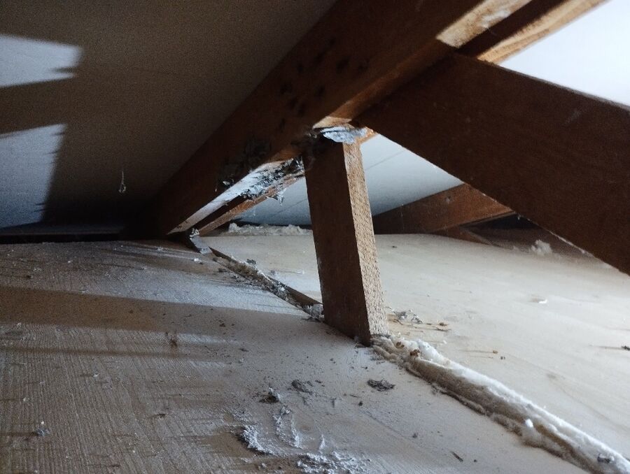 Kammerjaeger-in-Wohlen bei Bern.jpg