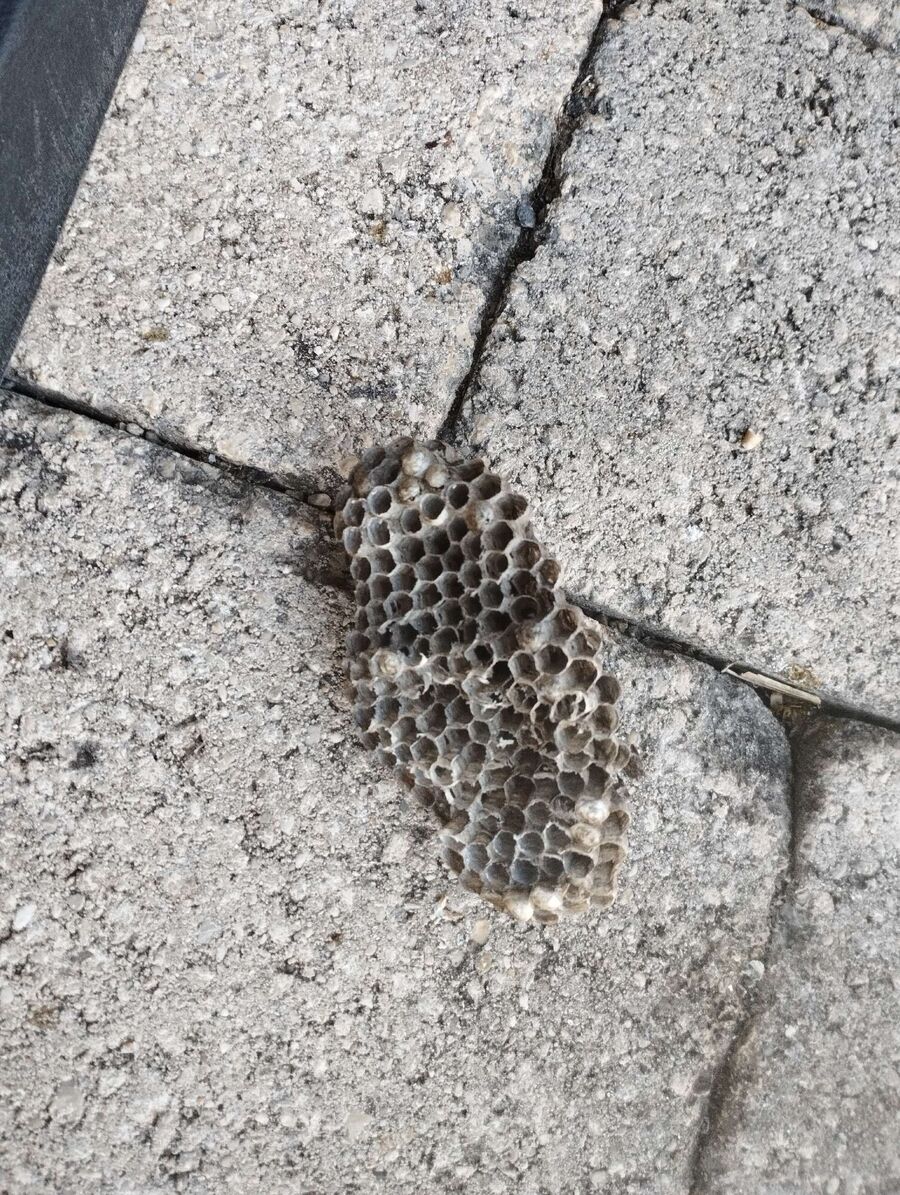 Kammerjaeger-in-Hergiswil bei Willisau.jpg