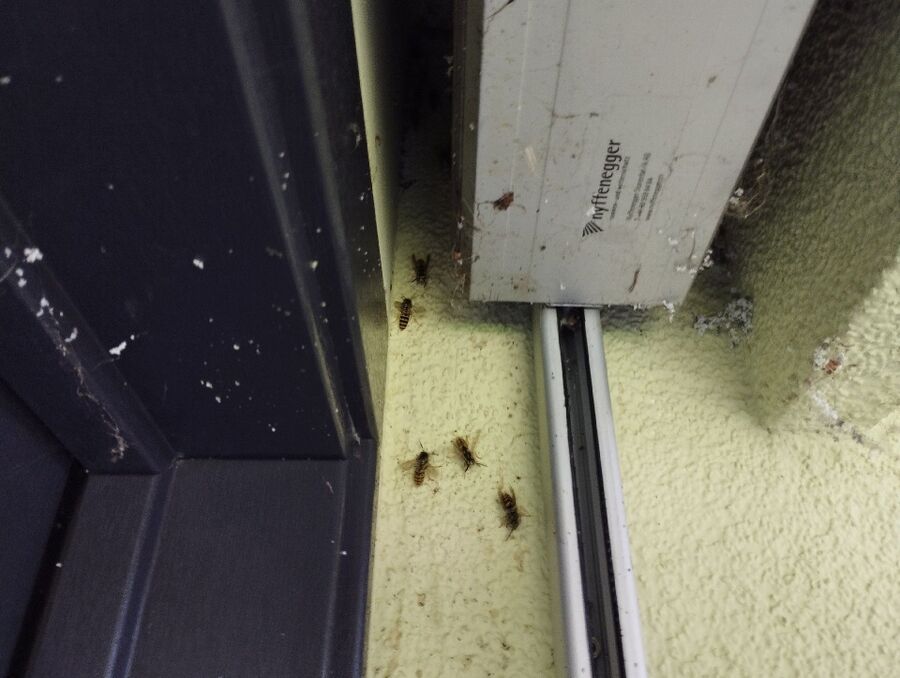 Kammerjaeger-in-Beinwil (SO).jpg