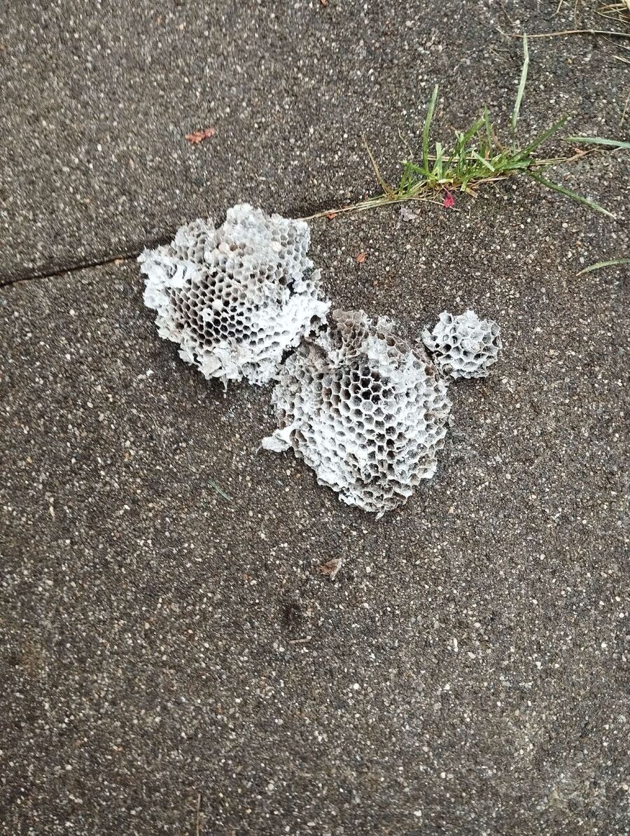 Kammerjaeger-in-Büren (SO).jpg