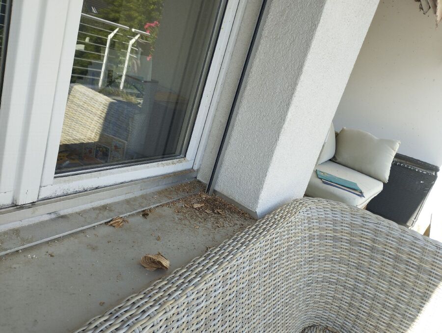 Kammerjaeger-in-Erlinsbach (SO).jpg