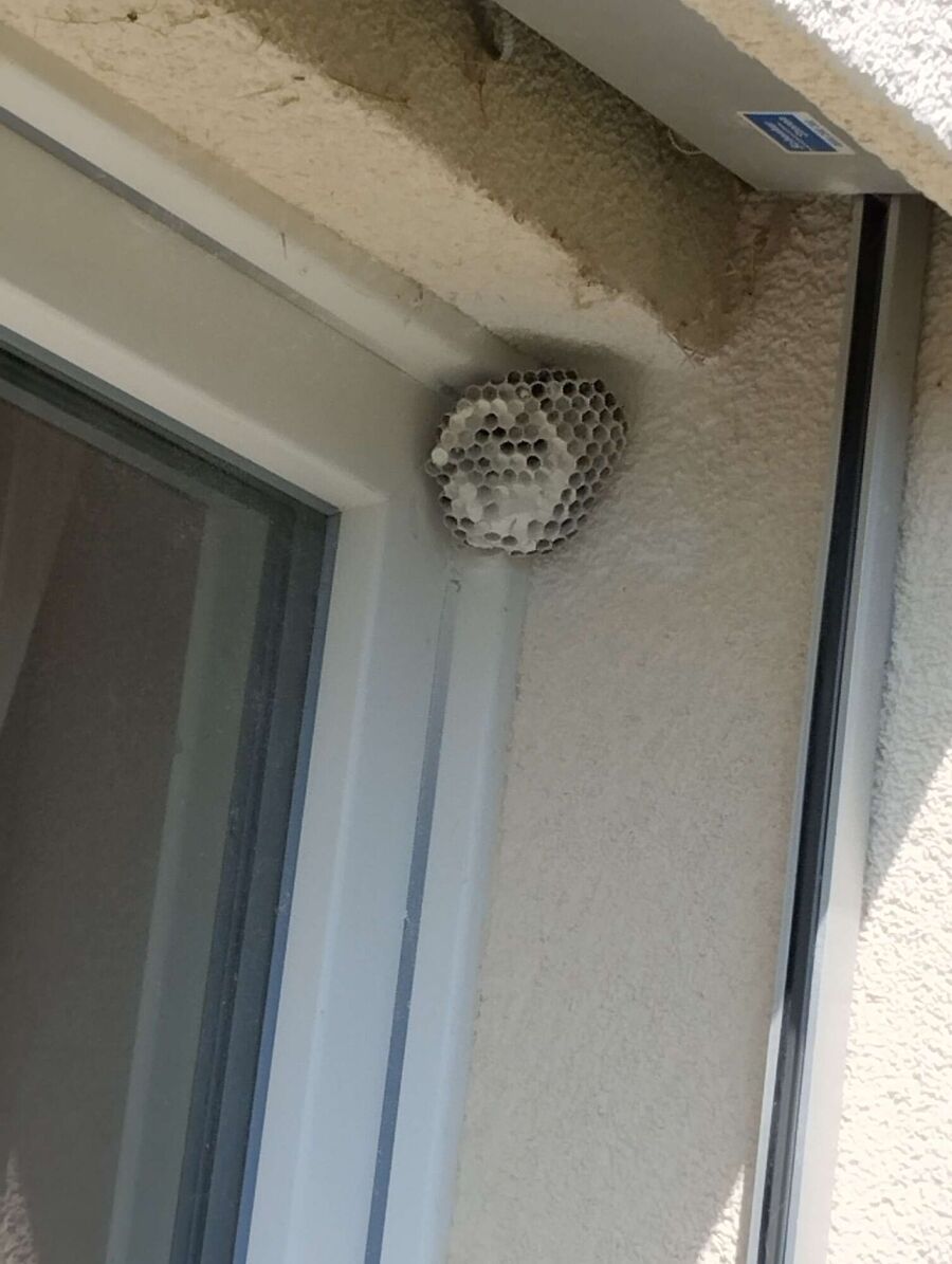 Kammerjaeger-in-Kappel (SO).jpg