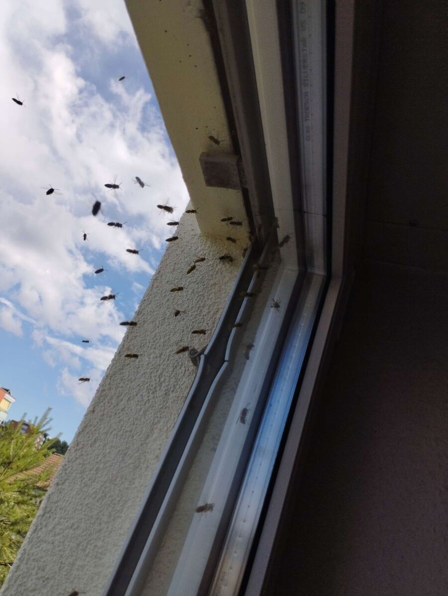 Kammerjaeger-in-Rickenbach (SO).jpg