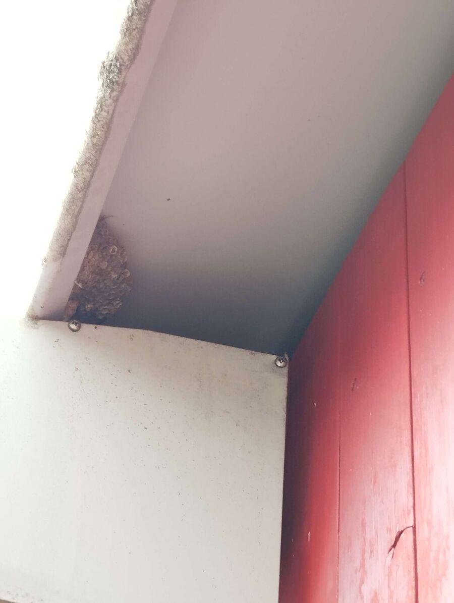 Kammerjaeger-in-Wisen (SO).jpg