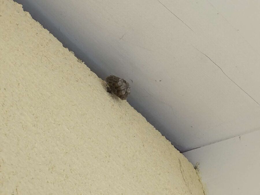 Kammerjaeger-in-Aesch (BL).jpg