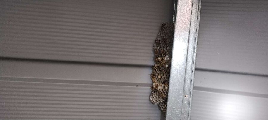 Kammerjaeger-in-Oberwil (BL).jpg