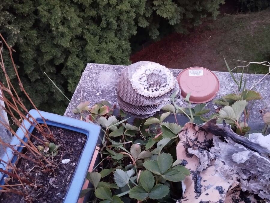 Kammerjaeger-in-Rickenbach (BL).jpg