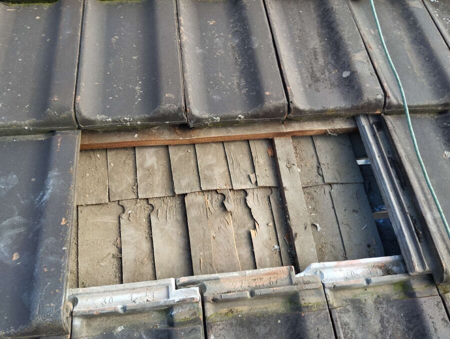 Kammerjaeger-in-Buchs (SG).jpg