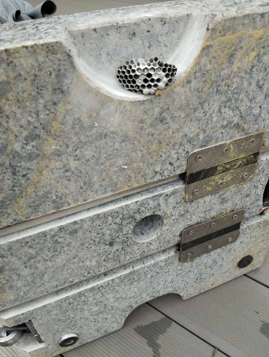 Kammerjaeger-in-Gossau (SG).jpg