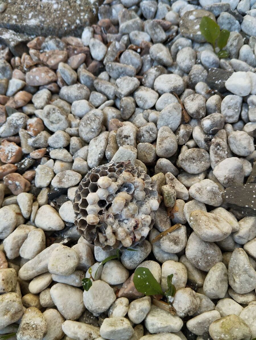 Kammerjaeger-in-Kirchberg (SG).jpg