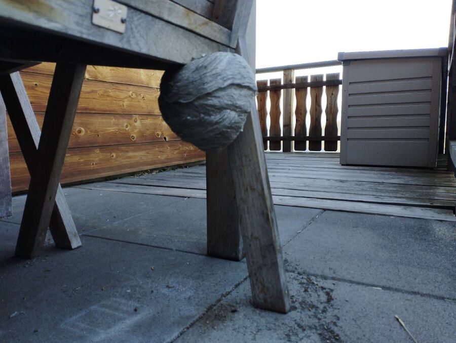 Kammerjaeger-in-Rüthi (SG).jpg