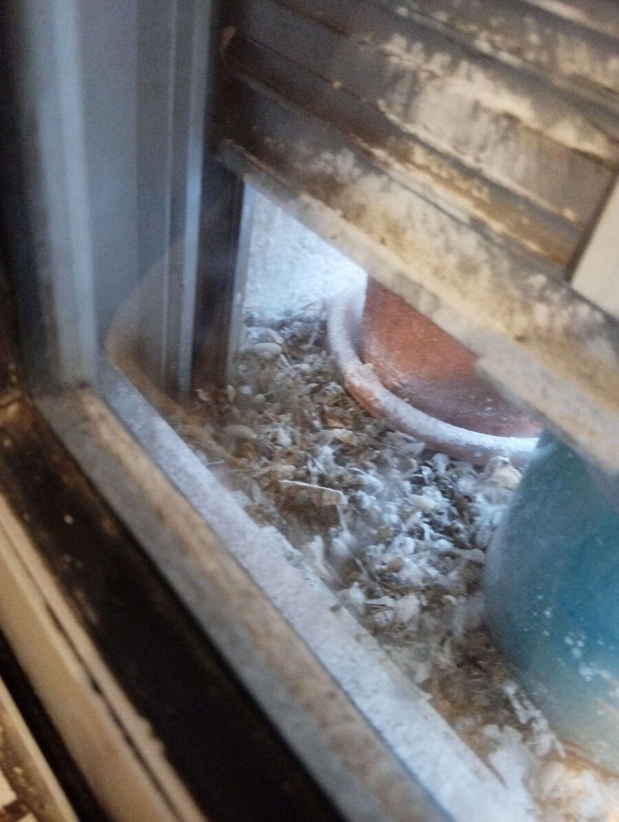 Kammerjaeger-in-Wil (SG).jpg