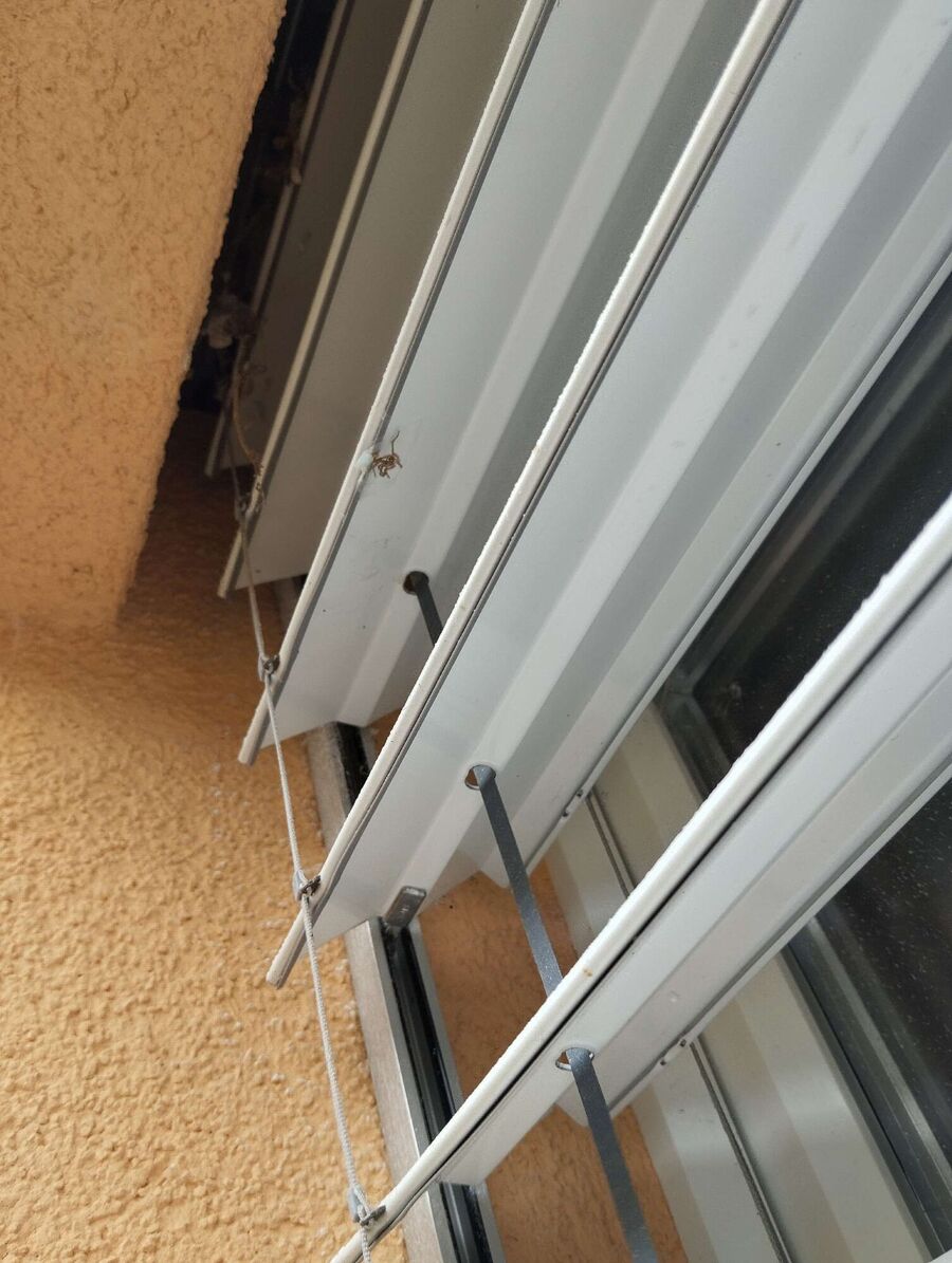 Kammerjaeger-in-Zuzwil (SG).jpg