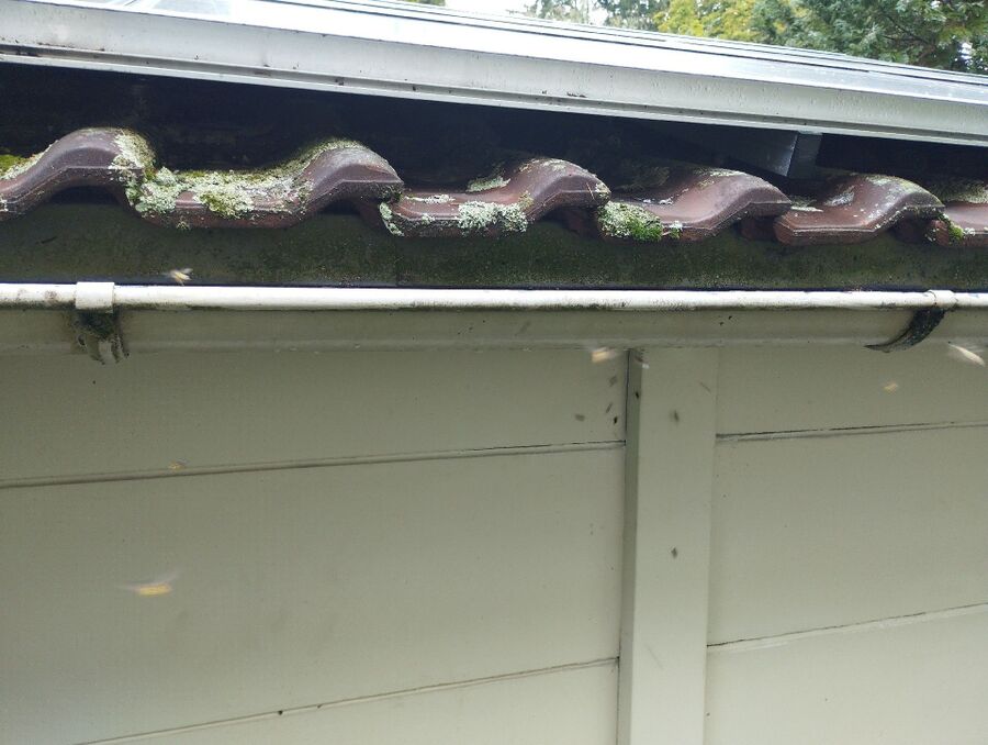 Kammerjaeger-in-Bergün Filisur.jpg