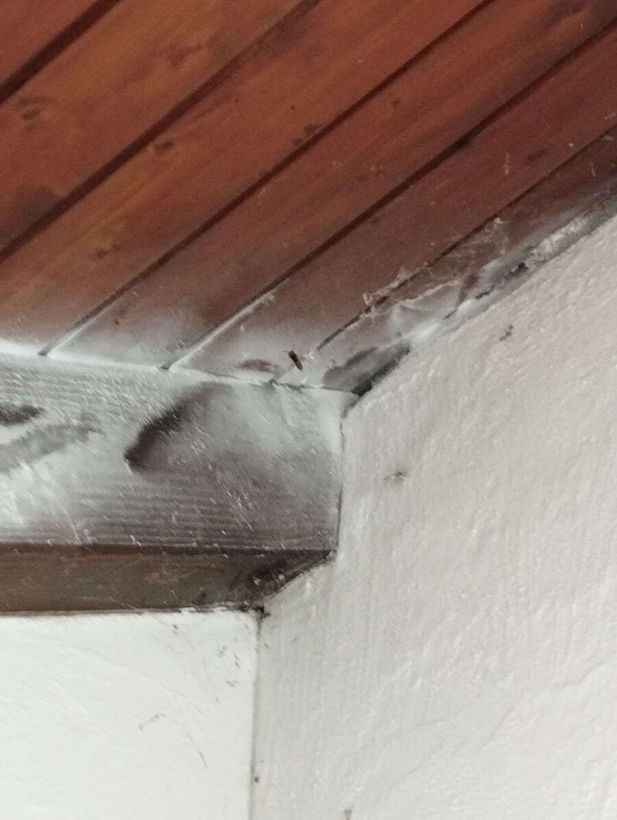 Kammerjaeger-in-Muntogna da Schons.jpg