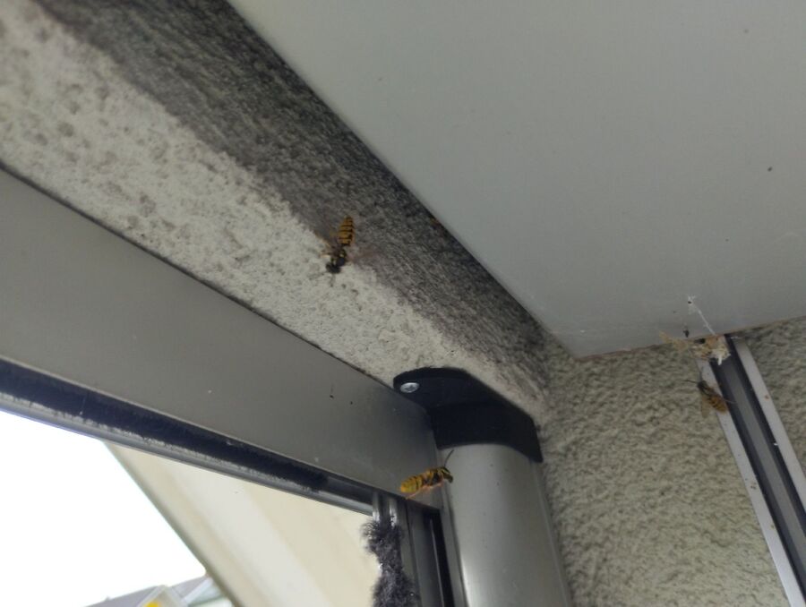 Kammerjaeger-in-San Vittore.jpg