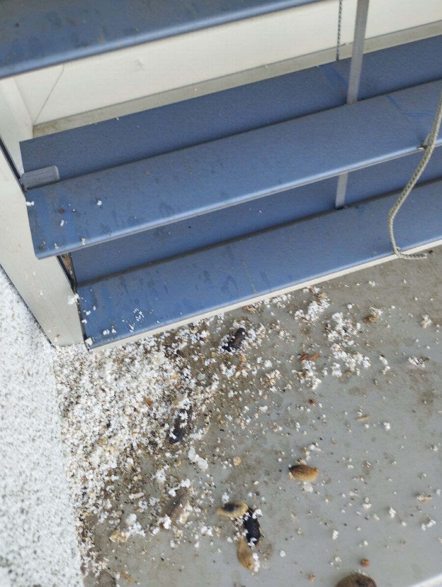 Kammerjaeger-in-Schmitten (GR).jpg