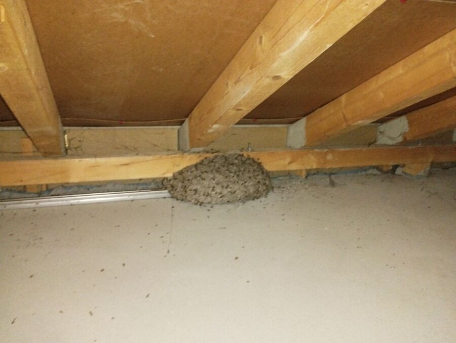 Kammerjaeger-in-Seewis im Prättigau.jpg