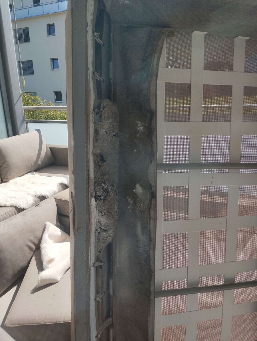 Kammerjaeger-in-Sils im Engadin/Segl.jpg