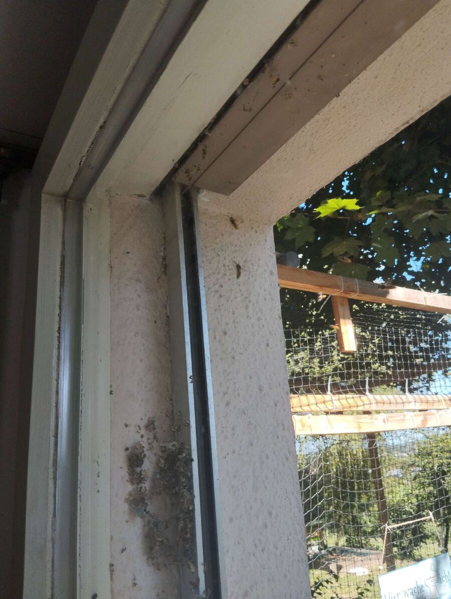 Kammerjaeger-in-Val Müstair.jpg