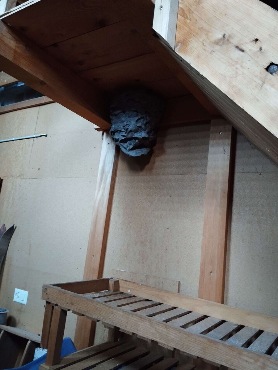 Kammerjaeger-in-Arni (AG).jpg