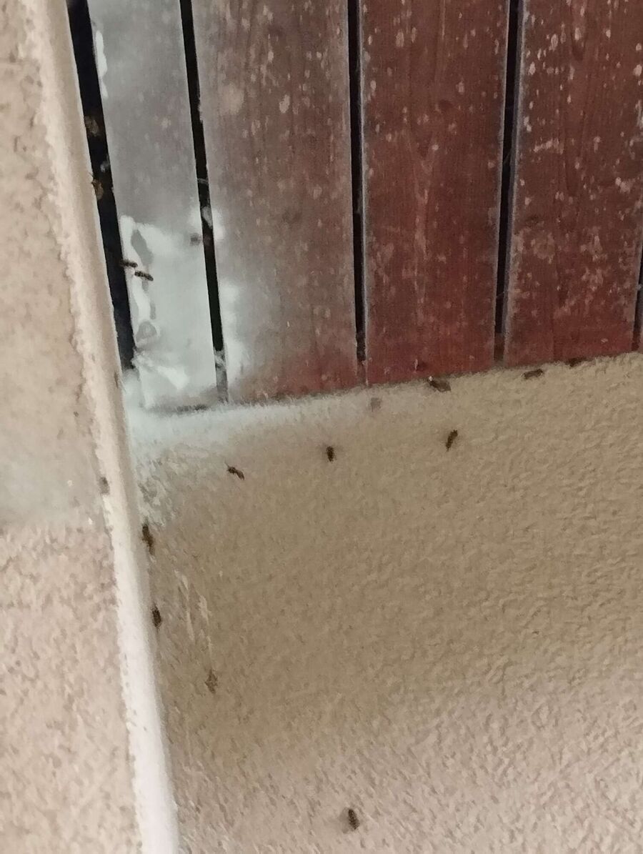 Kammerjaeger-in-Beinwil (Freiamt).jpg