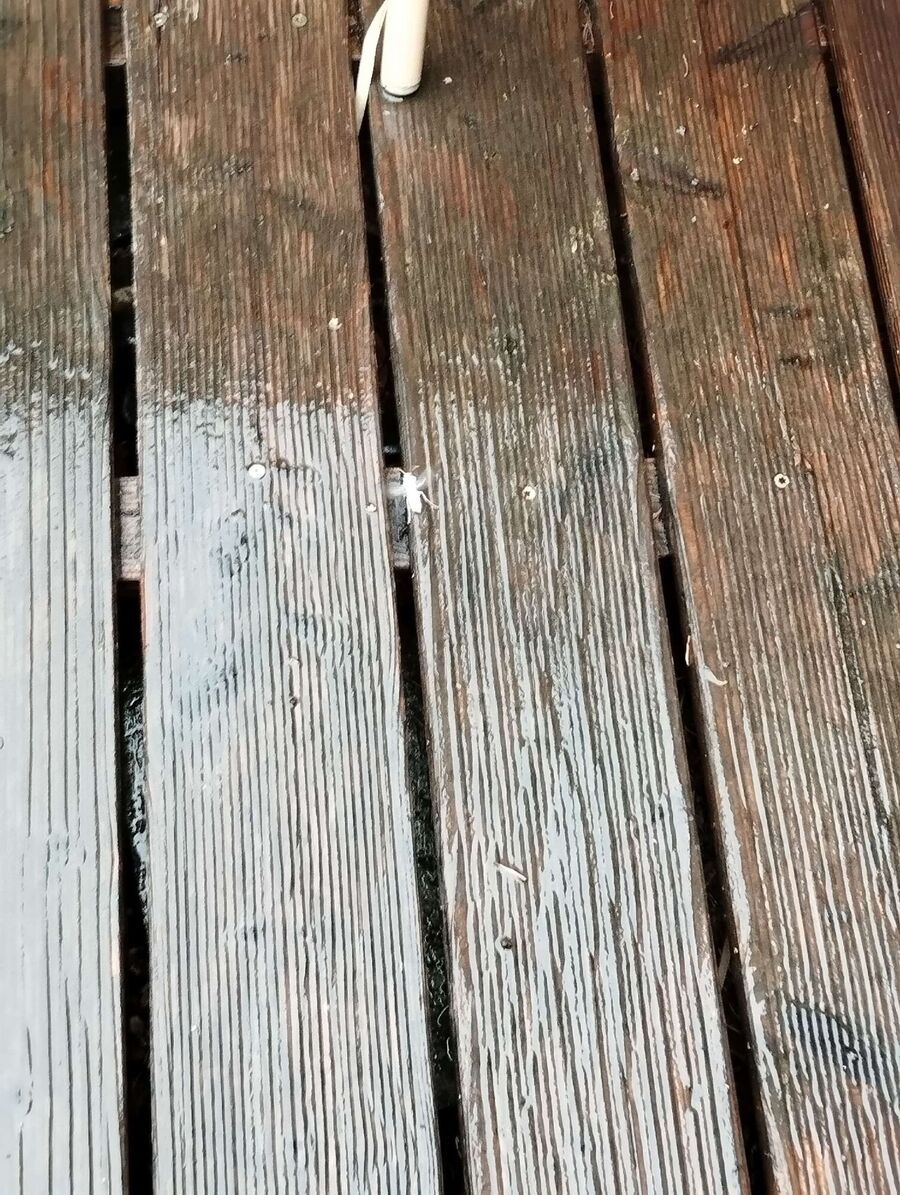 Kammerjaeger-in-Beinwil am See.jpg