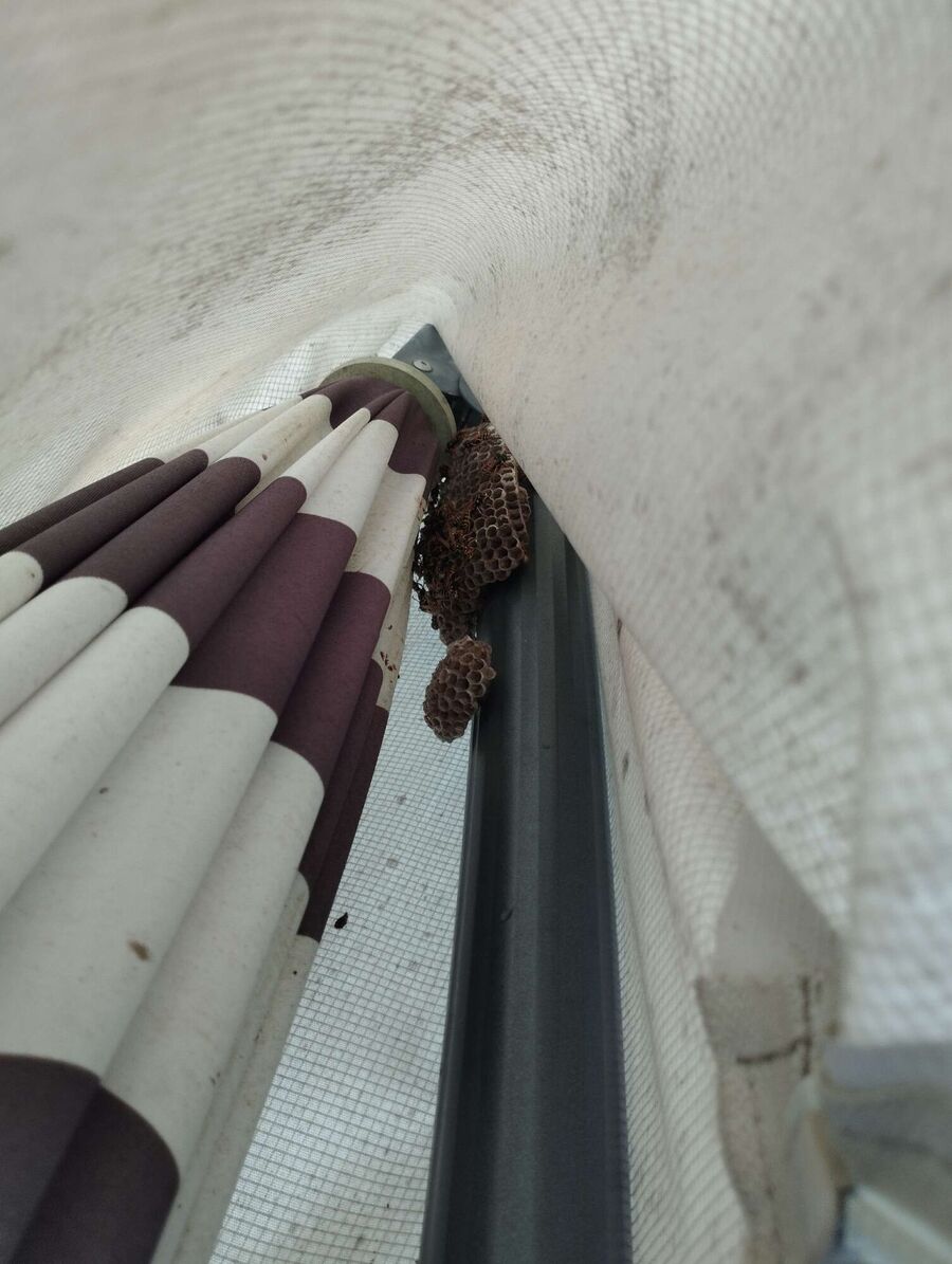 Kammerjaeger-in-Birmenstorf (AG).jpg