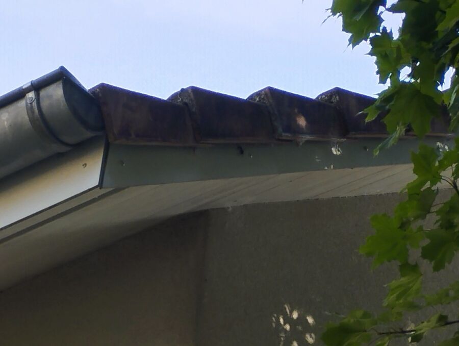 Kammerjaeger-in-Bremgarten (AG).jpg