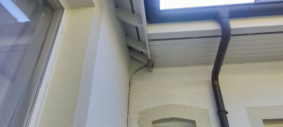 Kammerjaeger-in-Buchs (AG).jpg