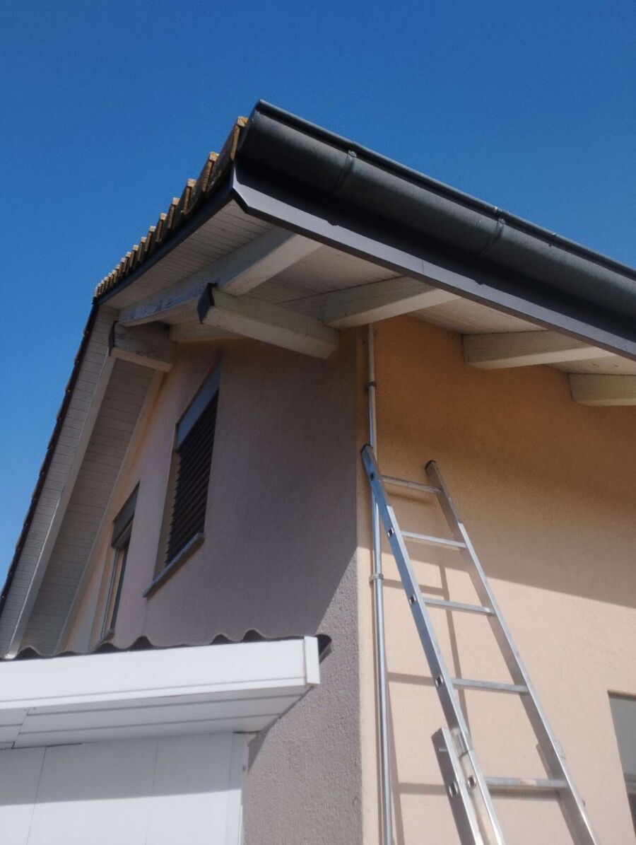 Wespennest_Entfernen (2917).jpeg