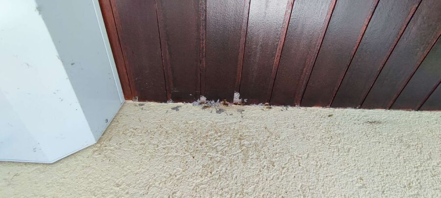 Kammerjaeger-in-Burg (AG).jpg