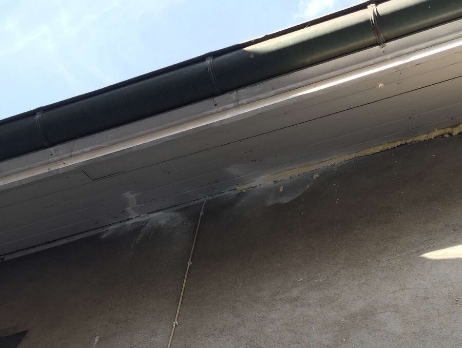 Kammerjaeger-in-Erlinsbach (AG).jpg