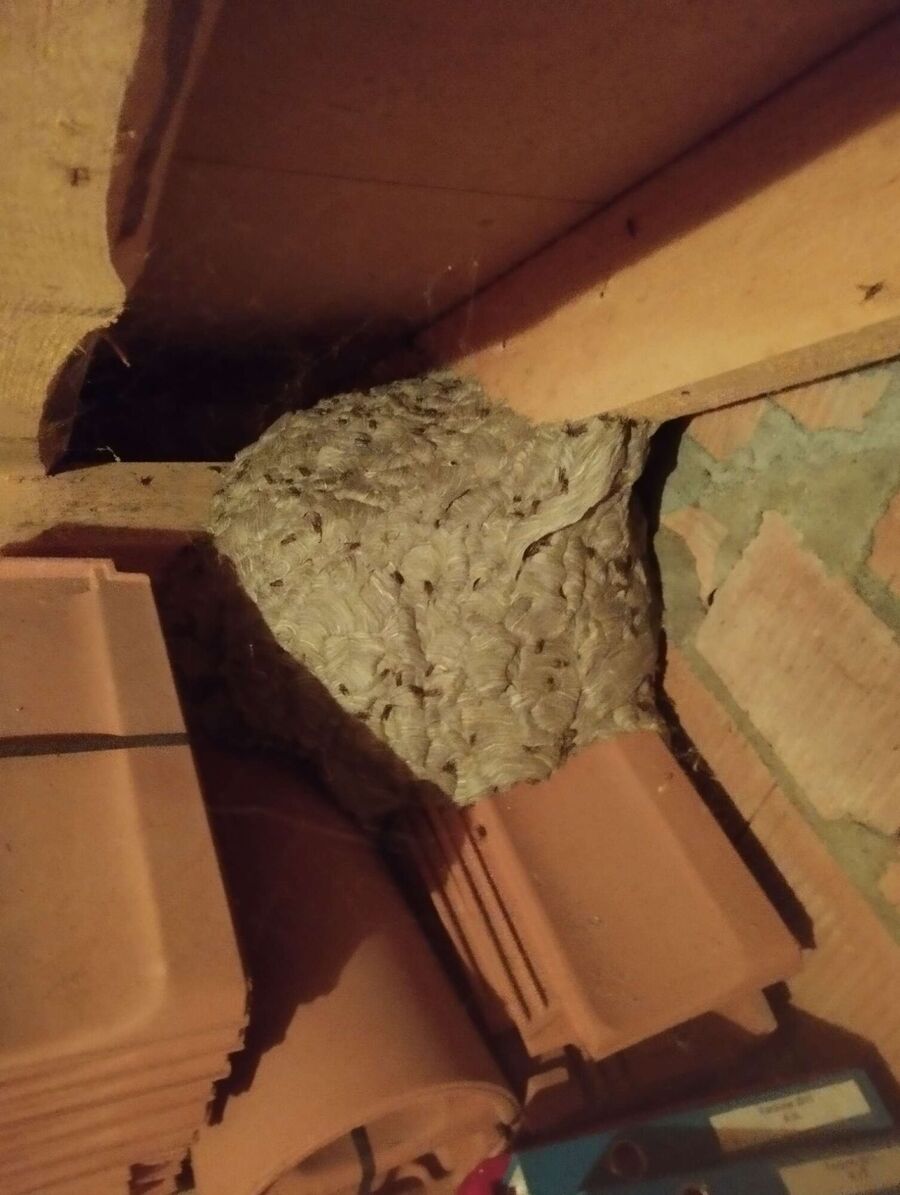 Kammerjaeger-in-Hausen (AG).jpg