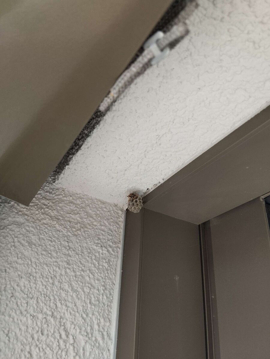 Kammerjaeger-in-Lengnau (AG).jpg