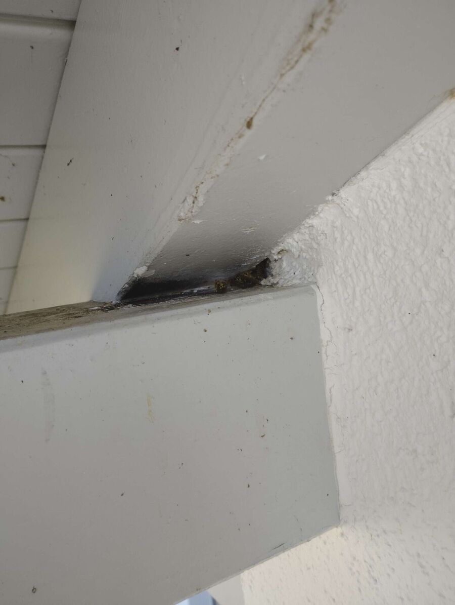 Kammerjaeger-in-Niederwil (AG).jpg